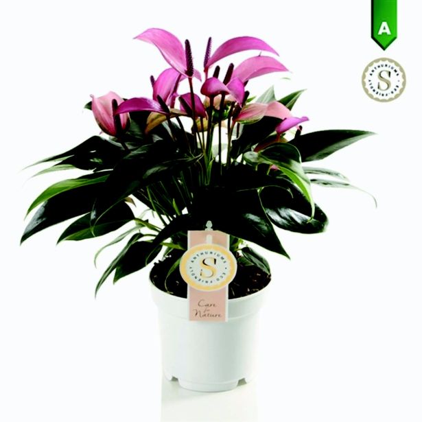 FLAMINGOVEC OGENJ L12