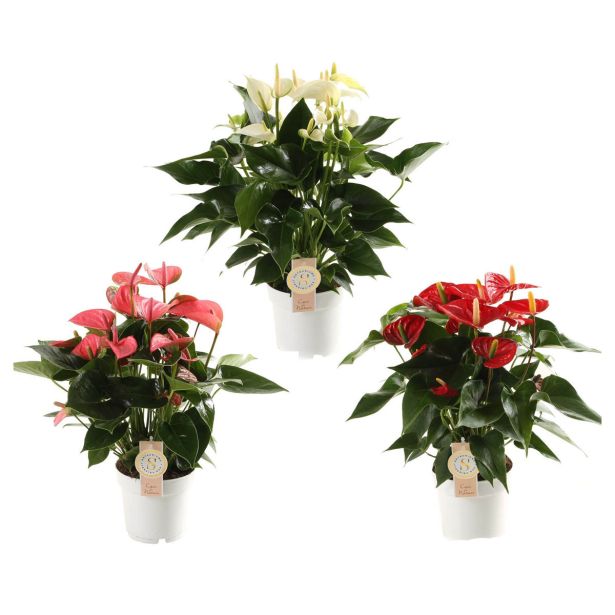 FLAMINGOVEC PREMIUM MIX L17 CM