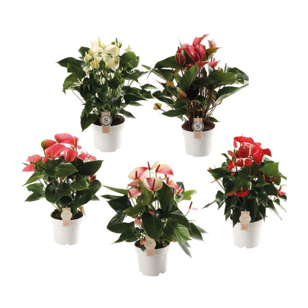 FLAMINGOVEC TOP 5 MIX L17 CM