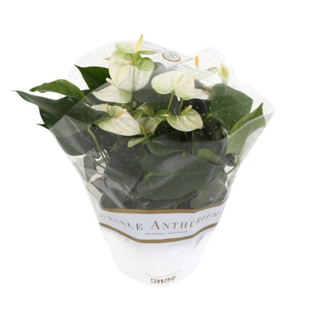 FLAMINGOVEC V OKRASNI SKLEDI LUCCA L17 CM