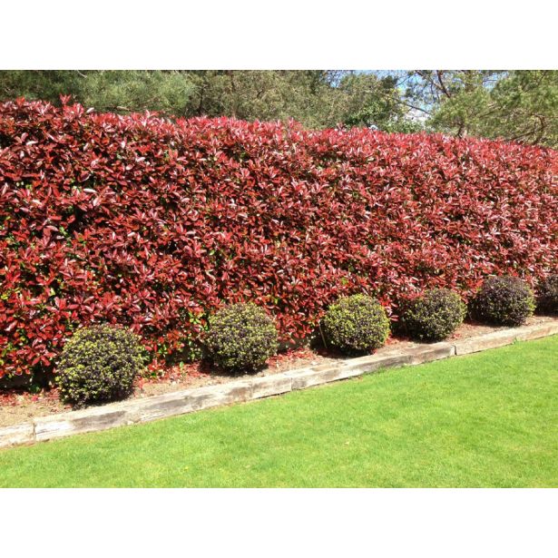 FOTINIJA FOTINIJA RED ROBIN L15