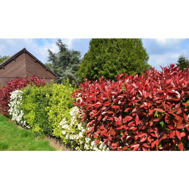 FOTINIJA FOTINIJA RED ROBIN L15