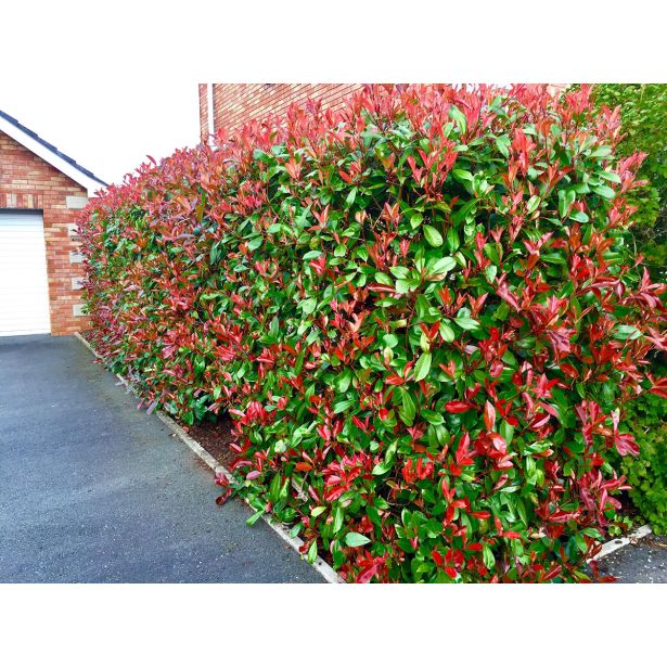 FOTINIJA FOTINIJA RED ROBIN L18