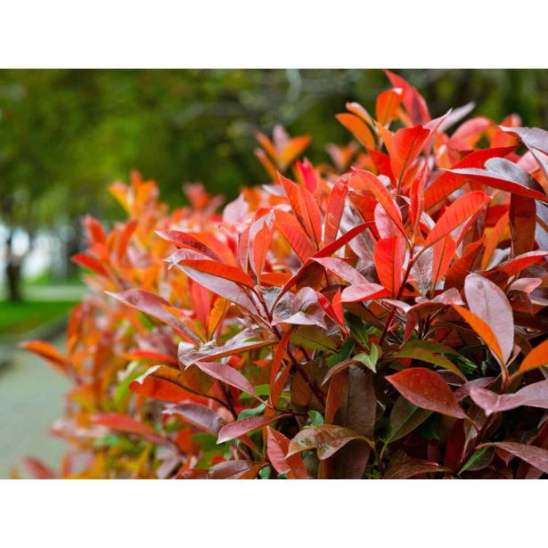 FOTINIJA FRAS. LITTLE RED ROBIN L17 CM