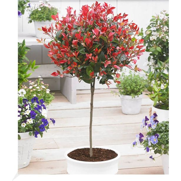 FOTINIJA NA DEBLU 50 CM L19 CM