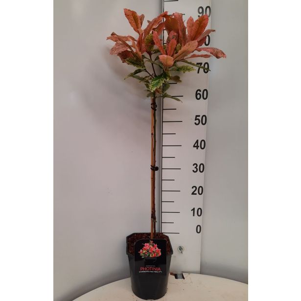 FOTINIJA PINK CRISPY L21