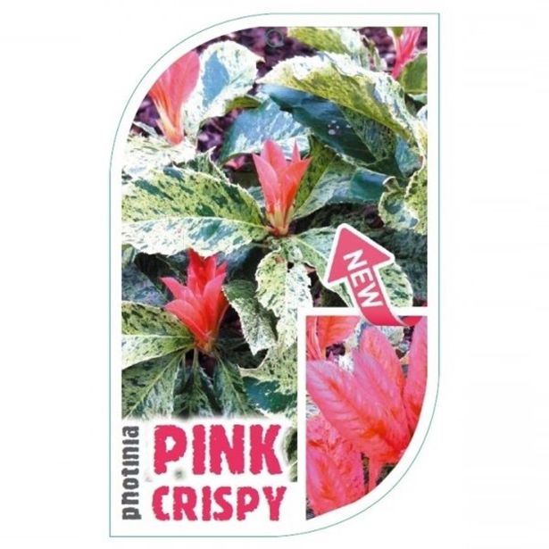 FOTINIJA PINK CRISPY NA STEBLU L28 V90