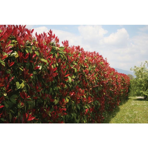 FOTINIJA RDEČA FRASERI L18 RED ROBIN VIŠ 75CM