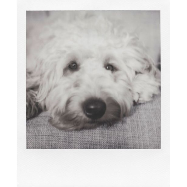 FILM POLAROID 600 B&W ENOJNO PAK.