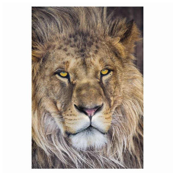 FOTOTAPETA 1-DELNA LION 127 X 184 CM KOMAR