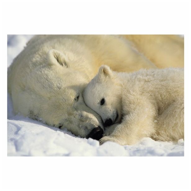FOTOTAPETA 1-DELNA POLAR BEARS NG 184X127 CM KOMAR