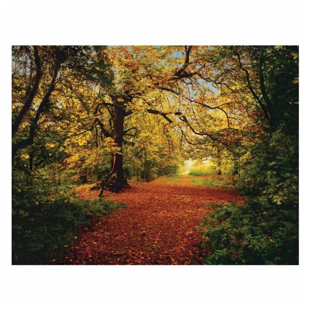 FOTOTAPETA 8-DELNA AUTUMN FOREST 388X270 CM KOMAR