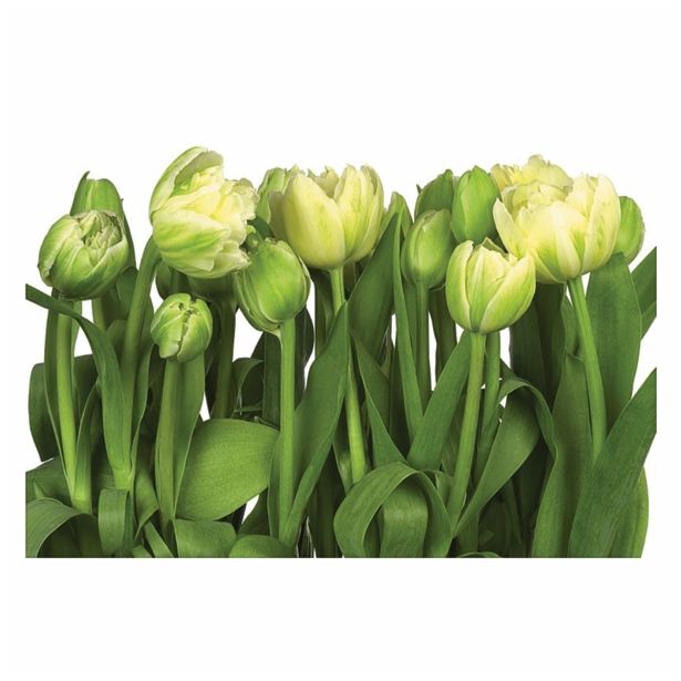 FOTOTAPETA 8-DELNA  TULIPS 368X254 CM KOMAR