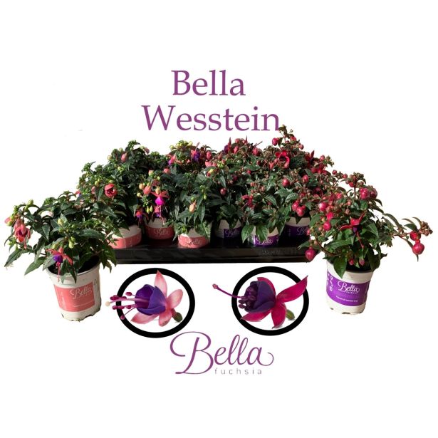 SEZONSKA RASTLINA FUKSIJA POKONČNA MIX L12