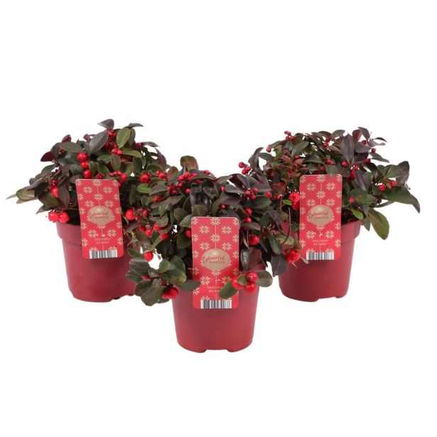 GAULTERIJA BIG BERRY L12 CM