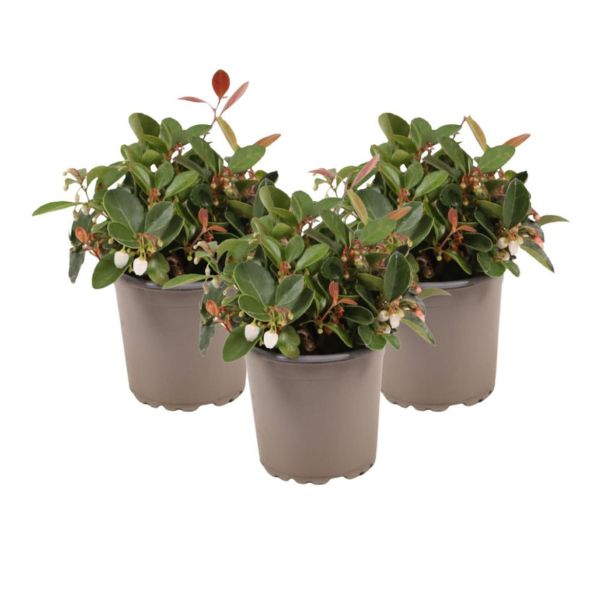 GAULTERIJA BIG BERRY L9 CM