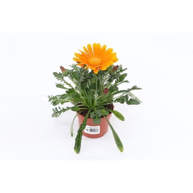 SEZONSKA RASTLINA GAZANIJA MIX L10