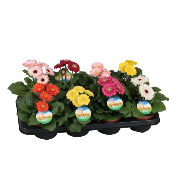 CVETOČA SOBNA RASTLINA GERBARA MIX L12