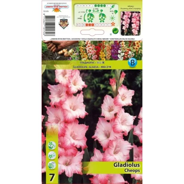 GLADIOLA HOLLAND BULB MARET CHEOPS