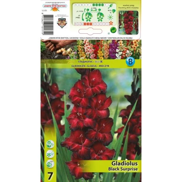 GLADIOLA HOLLAND BULB MARKET ČRNO PRESENEČENJE