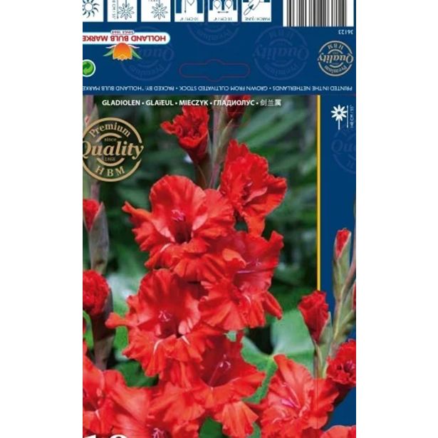 GLADIOLA HOLLAND BULB MARKET FIRE RUFFLE