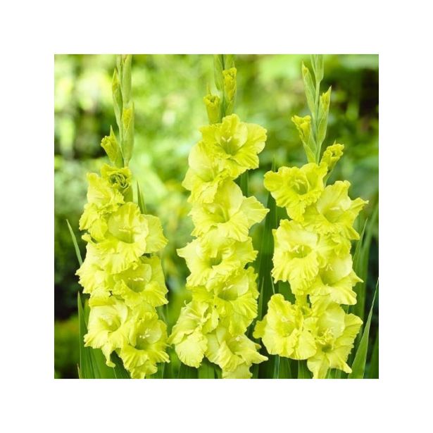 GLADIOLA HOLLAND BULB MARKET GREEN STAR