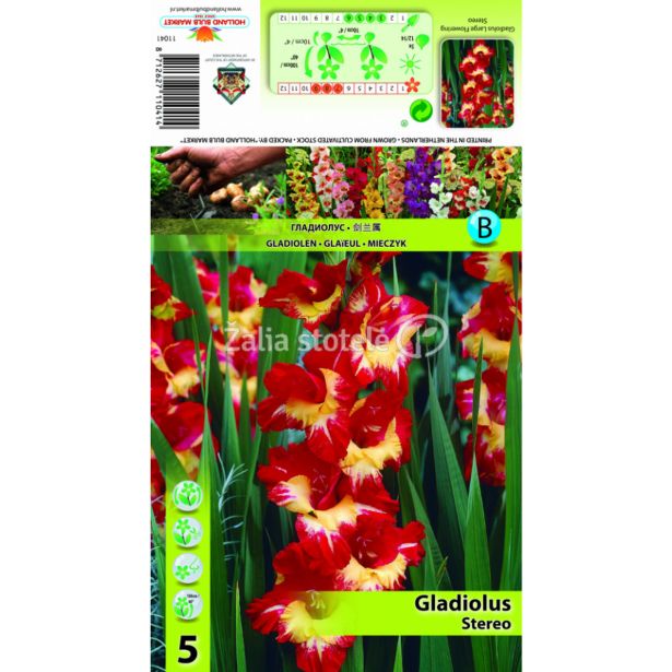 GLADIOLA HOLLAND BULB MARKET STEREO