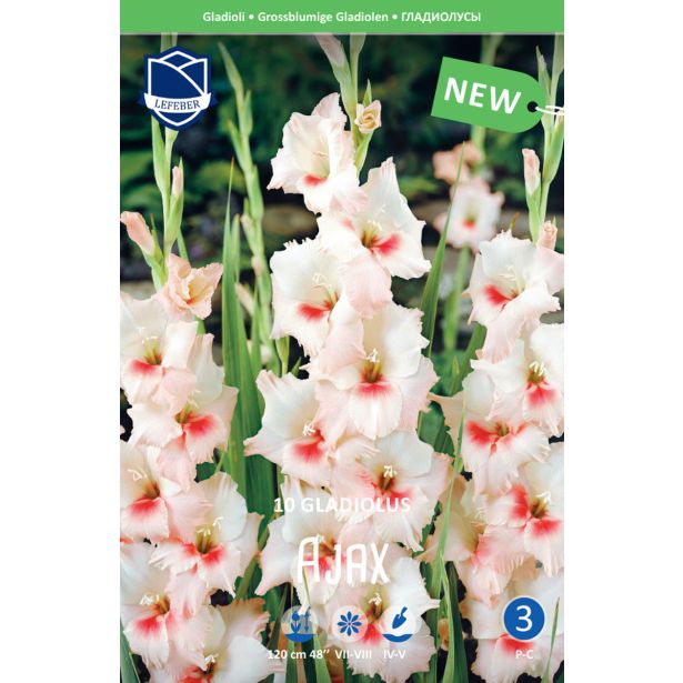 GLADIOLA LEFEBER AJAX 10KOS
