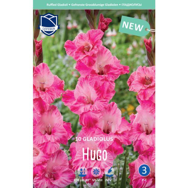 GLADIOLA LEFEBER HUGO 10KOS