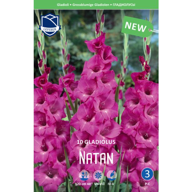 GLADIOLA LEFEBER NATAN 10KOS