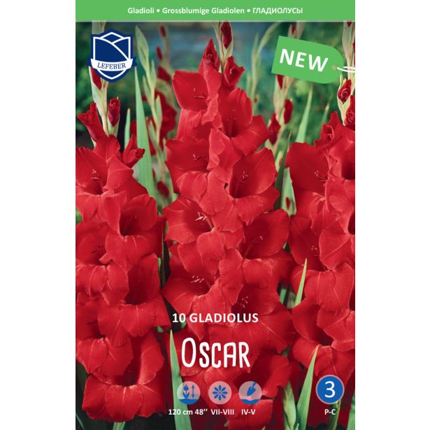GLADIOLA LEFEBER OSCAR 10KOS