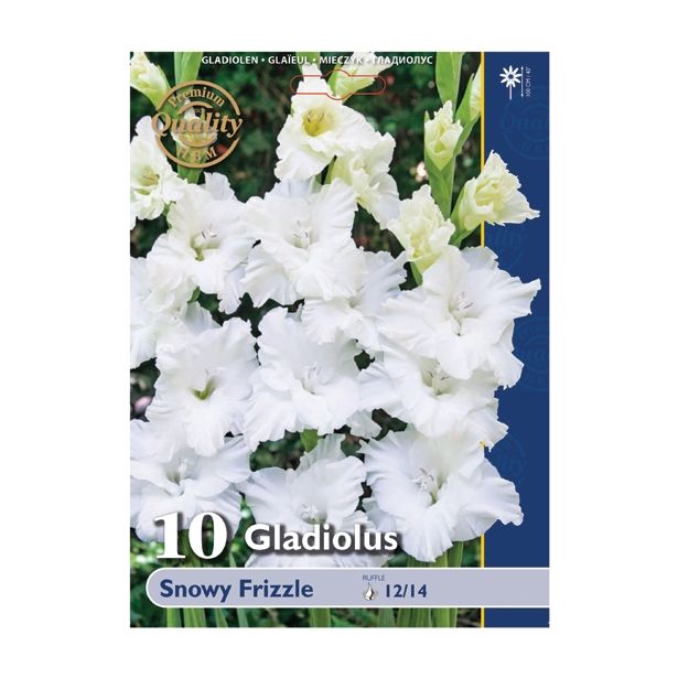 GLADIOLA HOLLAND BULB MARKET SNOWY FRIZZLE