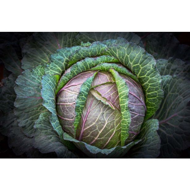 KAPUSNICE L'ORTO FRUTTIFERO GLAVNATI OHROVT 4/1 DI VERONA F1 KULTIPAK