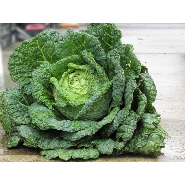 KAPUSNICE L'ORTO FRUTTIFERO GLAVNATI OHROVT 4/1 FAMOSA KULTIPAK