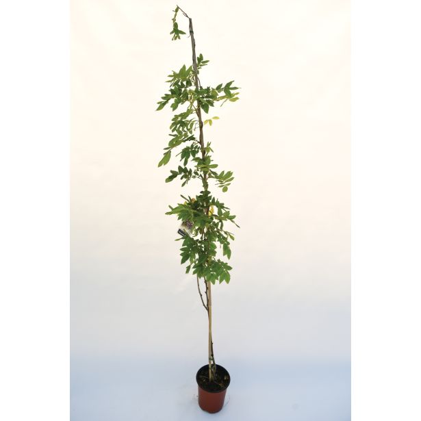 VZPENJALKA GLICINIJA MIX L17