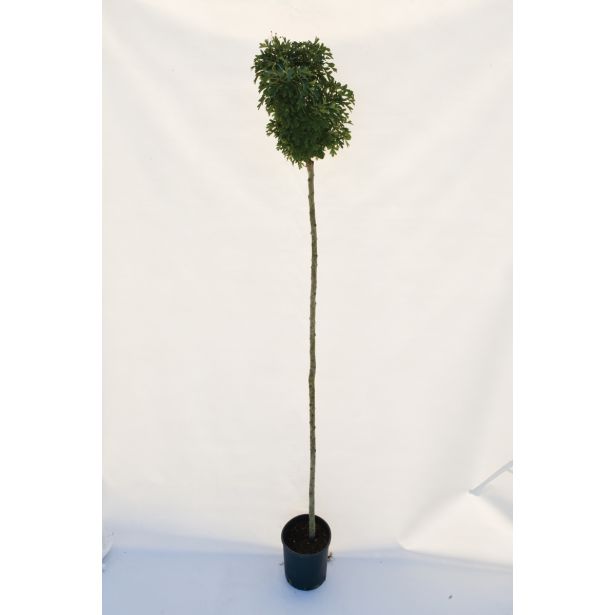 LISTAVEC GLOG 'COMPACTA' L32