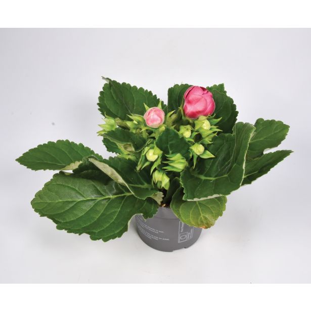 CVETOČA SOBNA RASTLINA GLOKSINIJA MIX L12