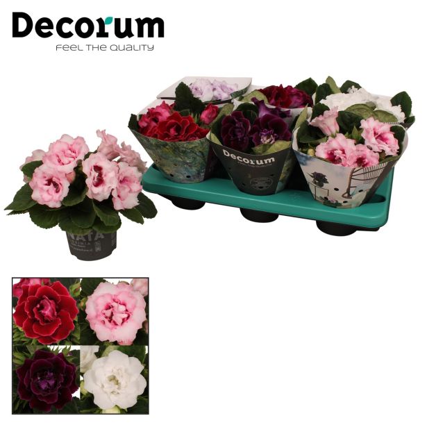 CVETOČA SOBNA RASTLINA GLOKSINIJA MIX L13