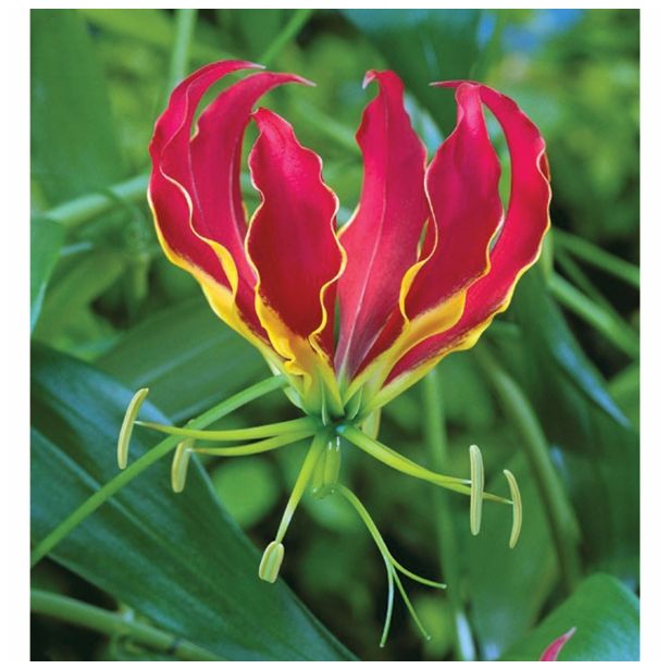 POLETI CVETOČA ČEBULICA HOLLAND BULB MARKET GLORIOSA ROTHSHILDIANA