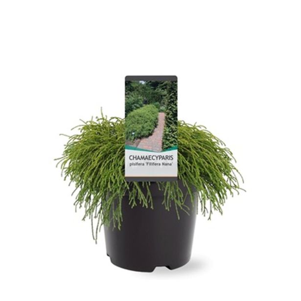 PACIPRESA GRAHASTA FILIFERA NANA L19