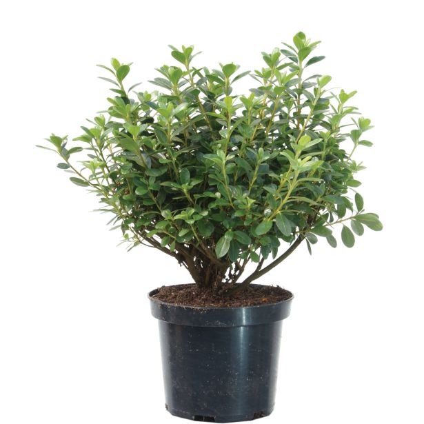 GRM AZALEJA KERMESINA ROSE