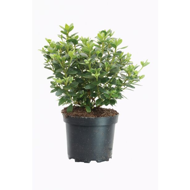 GRM AZALEJA SNEEPERLE