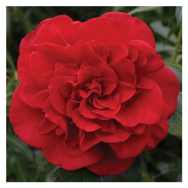 GRM CAMELLIA DR.KING