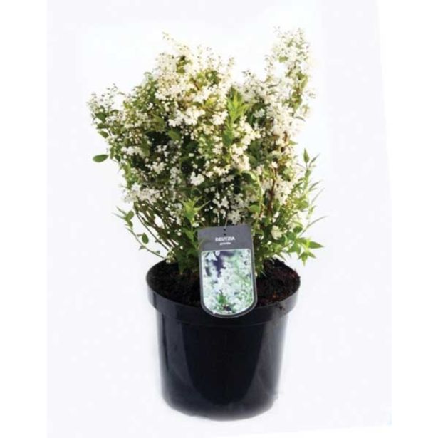 CVETOČA GRMOVNICA DOJCIJA