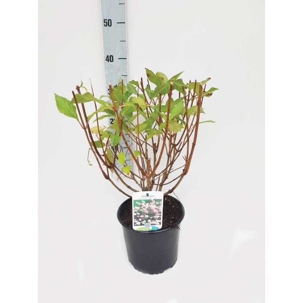 GRM LATASTA HORTENZIJA