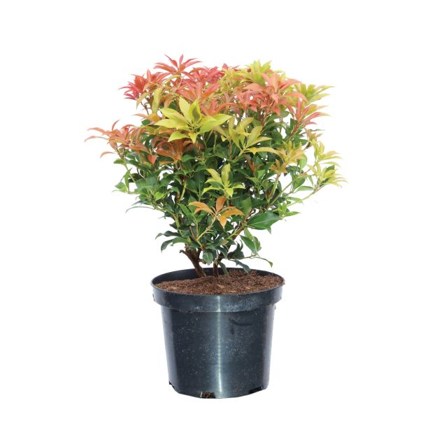 GRM LEVKOTOJA RAINBOW