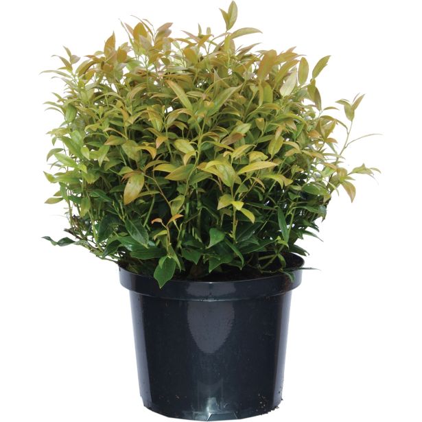 GRM LEVKOTOJA SCARLETTA