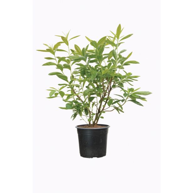 GRM LISTOPADNA AZALEJA GOLDEN SUNSET