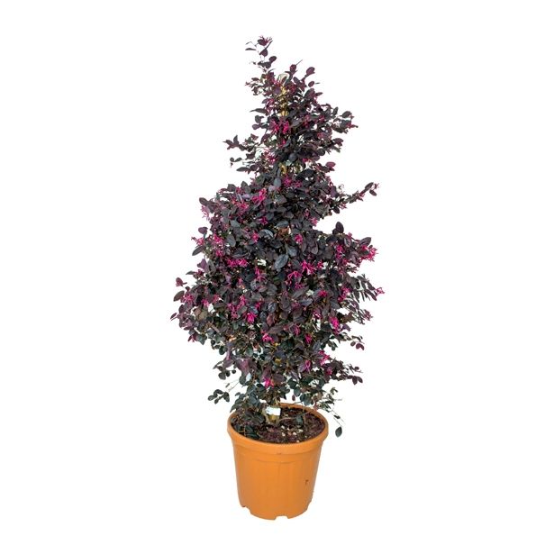 GRM LOROPETALUM CHINENSIS