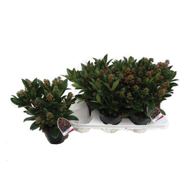 GRM SKIMIJA JAPONICA RUBELLA